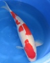 ab 66 cm